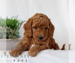 Small #2 Goldendoodle (Miniature)