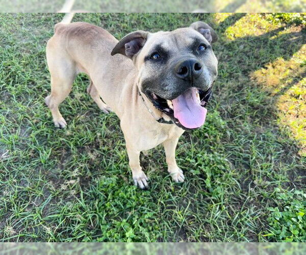 Medium Photo #1 American Pit Bull Terrier-Unknown Mix Puppy For Sale in Ocala, FL, USA