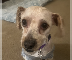 Poodle (Miniature)-Unknown Mix Dogs for adoption in San Ramon, CA, USA