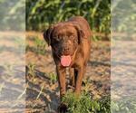 Small Photo #1 Labrador Retriever Puppy For Sale in BRIDGEWATER, VA, USA