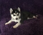 Puppy Puppy 4 Green Siberian Husky