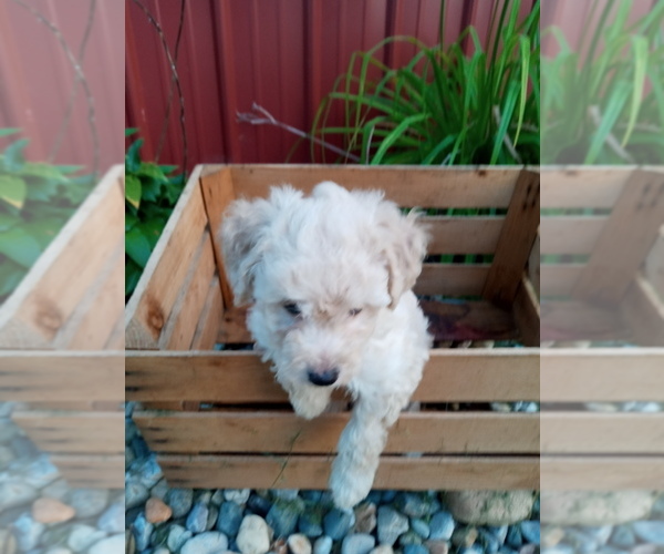 Medium Photo #1 Goldendoodle-Poodle (Miniature) Mix Puppy For Sale in NORTH LIBERTY, IN, USA