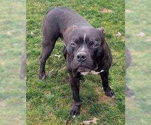 American Staffordshire Terrier-Unknown Mix Dogs for adoption in Akron, OH, USA