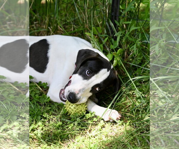 Medium Photo #4 Mutt Puppy For Sale in Wakefield, RI, USA