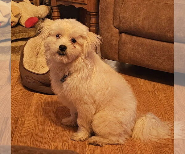 Medium Photo #4 Shiranian Puppy For Sale in Aurora, IN, USA