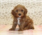 Small Photo #3 Cavapoo Puppy For Sale in DENVER, PA, USA