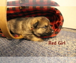 Small Photo #17 German Shepherd Dog Puppy For Sale in ZEPHYRHILLS, FL, USA