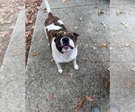 Small #2 American Pit Bull Terrier Mix