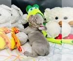 Small Photo #15 French Bulldog Puppy For Sale in BELLVILLE, TX, USA