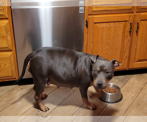 Mother of the American Bully puppies born on 05/03/2023