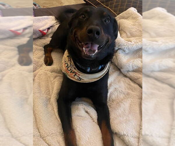 Medium Photo #2 Labrottie Puppy For Sale in San Antonio, TX, USA