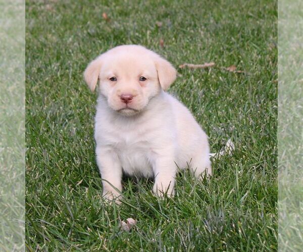 Medium Photo #1 Labrador Retriever Puppy For Sale in NARVON, PA, USA