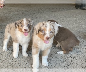 Australian Shepherd Puppy for sale in GASTON, OR, USA
