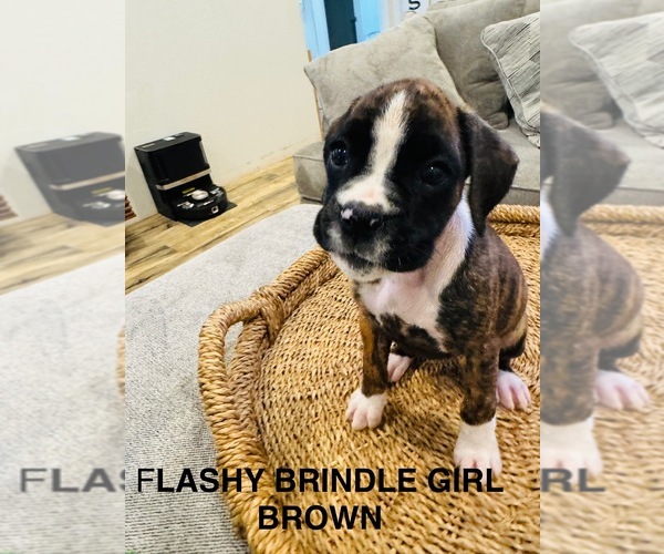Medium Photo #1 Boxer Puppy For Sale in STAYTON, OR, USA