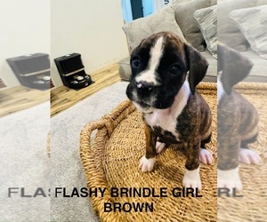 Boxer Puppy for sale in STAYTON, OR, USA