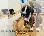 Small Boxer