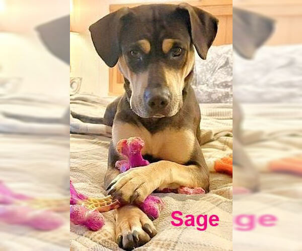 Medium Photo #1 Black and Tan Coonhound-Unknown Mix Puppy For Sale in Mt. Laurel, NJ, USA