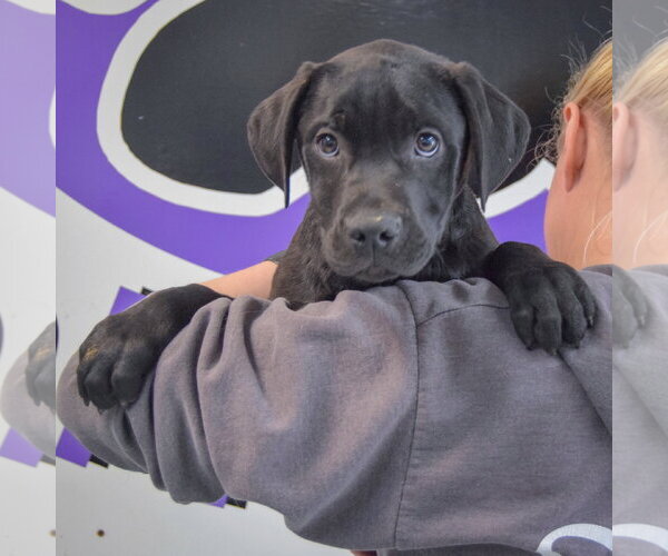Medium Photo #5 American Staffordshire Terrier-Unknown Mix Puppy For Sale in Huntley, IL, USA