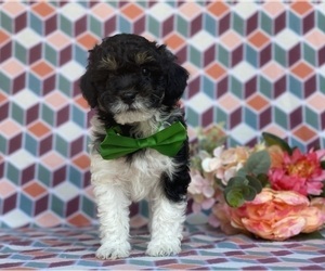 Poodle (Toy) Puppy for sale in LANCASTER, PA, USA