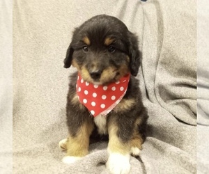 Aussiedoodle Puppy for sale in MARSHFIELD, MO, USA