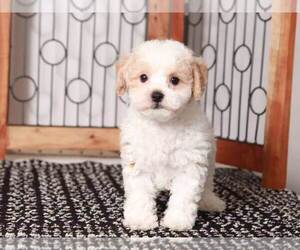 Poochon Puppy for Sale in NAPLES, Florida USA