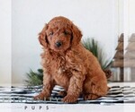 Small #1 Goldendoodle (Miniature)