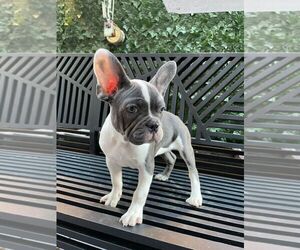 French Bulldog Puppy for sale in EMPIRE STATE, NY, USA
