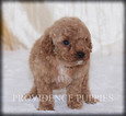 Small Photo #12 Poodle (Miniature) Puppy For Sale in COPPOCK, IA, USA