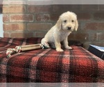 Small #33 Labradoodle