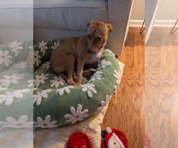 Medium Photo #8 American Pit Bull Terrier-Labrador Retriever Mix Puppy For Sale in Atlanta, GA, USA