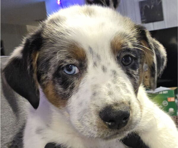 Medium Photo #4 Mutt Puppy For Sale in Garden City, NY, USA