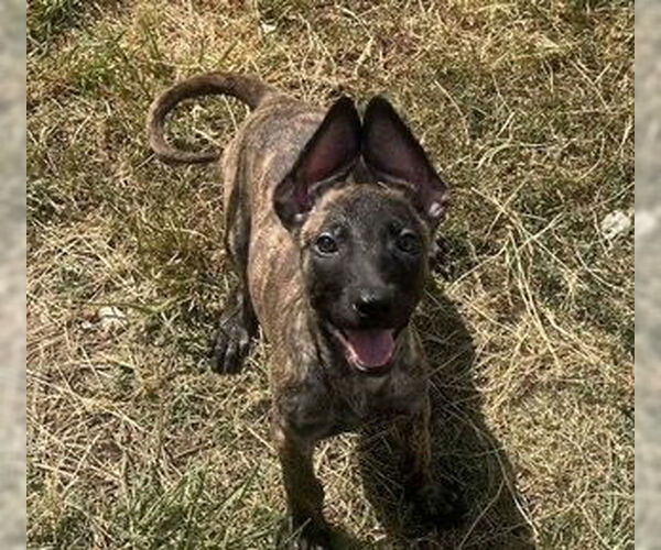 Medium Photo #2 - Mix Puppy For Sale in Imlay City, MI, USA