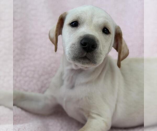 Medium Photo #3 Colonial Cocker Spaniel-Unknown Mix Puppy For Sale in San Diego, CA, USA