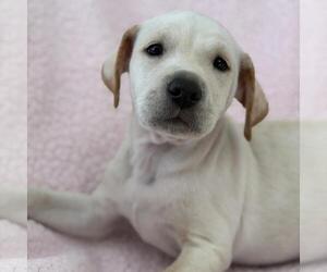 Chalk Pup - Limestone - Male Colonial Cocker Spaniel-Unknown Mix Dog for Adoption - Photo #3