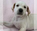 Small Photo #3 Colonial Cocker Spaniel-Unknown Mix Puppy For Sale in San Diego, CA, USA