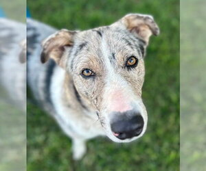 Miller - Male Australian Shepherd Dog for Adoption - Photo #2