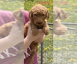 Small Photo #15 Goldendoodle Puppy For Sale in CROTON, MI, USA
