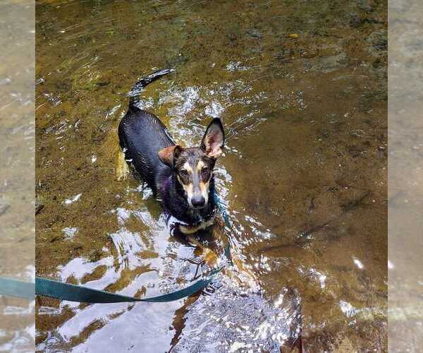 Medium Photo #2 Huskies -Unknown Mix Puppy For Sale in Elmsford, NY, USA