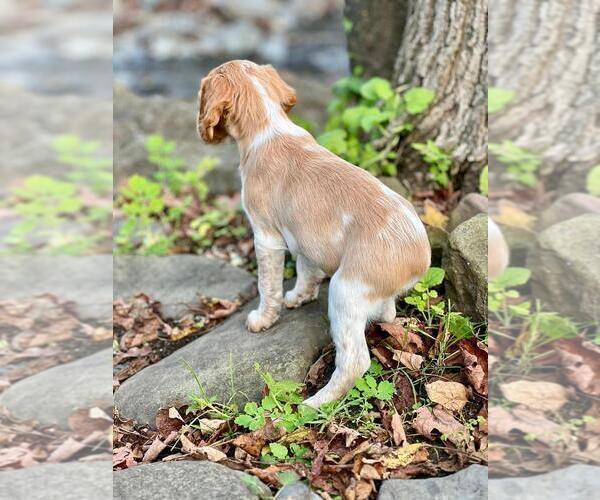 Medium Photo #3 Brittany Puppy For Sale in BERKSHIRE, NY, USA