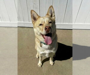 Berlin - Female Siberian Husky-Unknown Mix Dog for Adoption - Photo #2