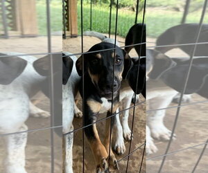 Labrador Retriever-Mountain Cur Mix Dogs for adoption in Crystal, MN, USA