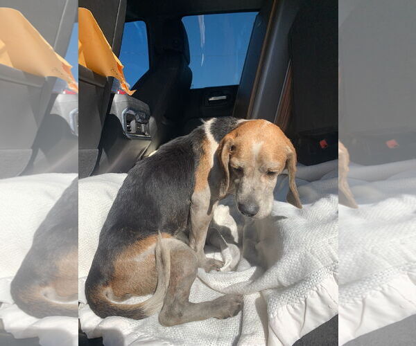 Medium Photo #9 Beagle Puppy For Sale in Dunnellon, FL, USA