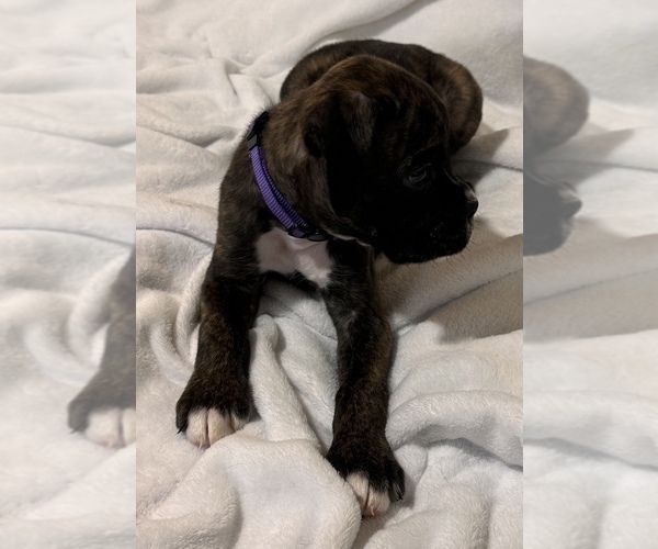 Medium Photo #4 Boxer Puppy For Sale in LANSING, MI, USA