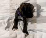 Mr Purple - Male Boxer Puppy for Sale - Photo #4