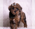 Small #1 Poodle (Toy)