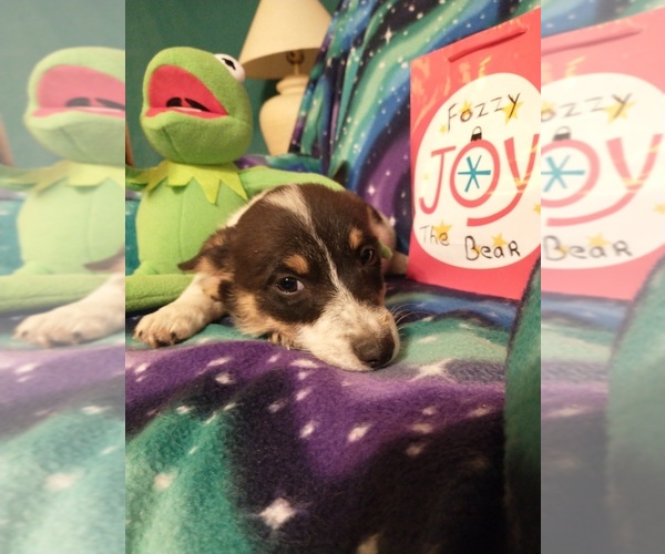 Medium Photo #87 Cowboy Corgi Puppy For Sale in GALLEGOS, NM, USA