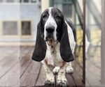 Small Photo #1 Basset Hound Puppy For Sale in Carrollton, TX, USA