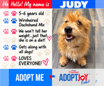 Judy - Female Dachshund-Unknown Mix Dog for Adoption - Small photo