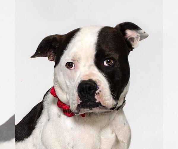 Medium Photo #1 Mutt Puppy For Sale in Santa Maria, CA, USA