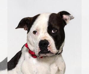 Mutt Dogs for adoption in Santa Maria, CA, USA